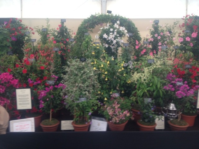 The Shrewsbury Flower Show